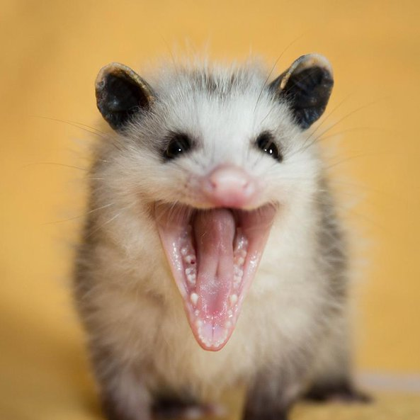 silly creature