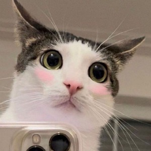 Flowwercat