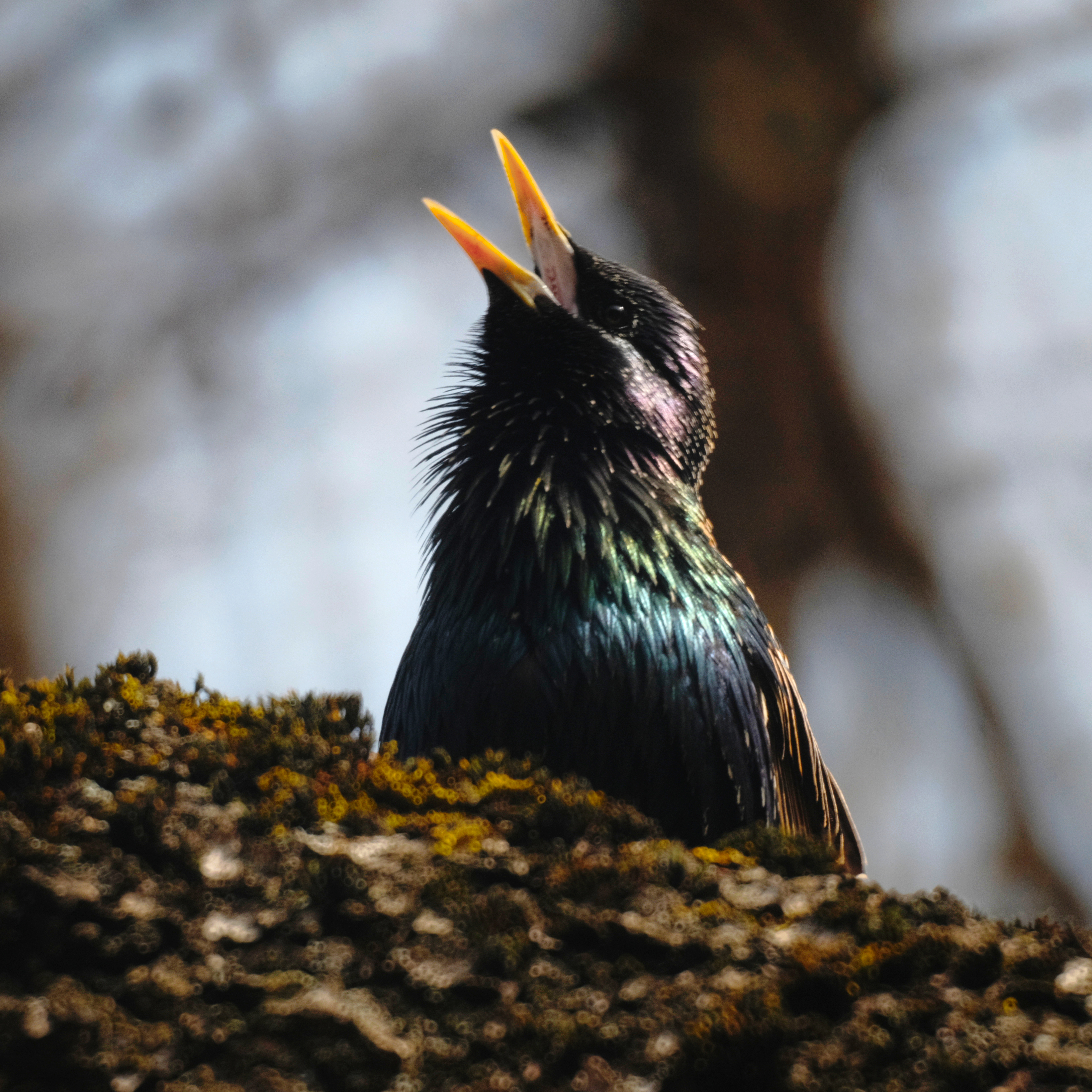 The Many Birds of Dmitry Teckel