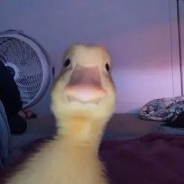 MrGoose