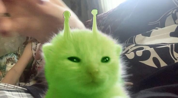 Huge Cat