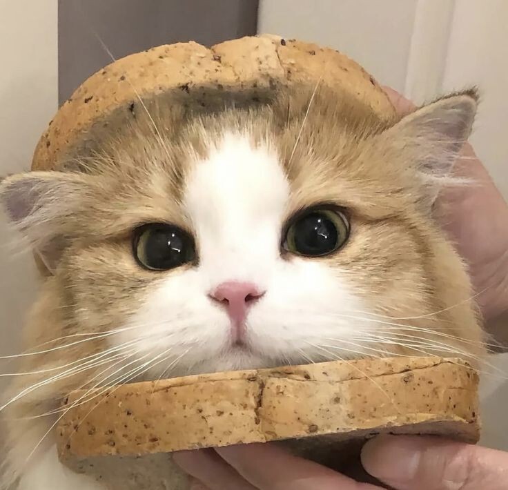 sillybreadb
