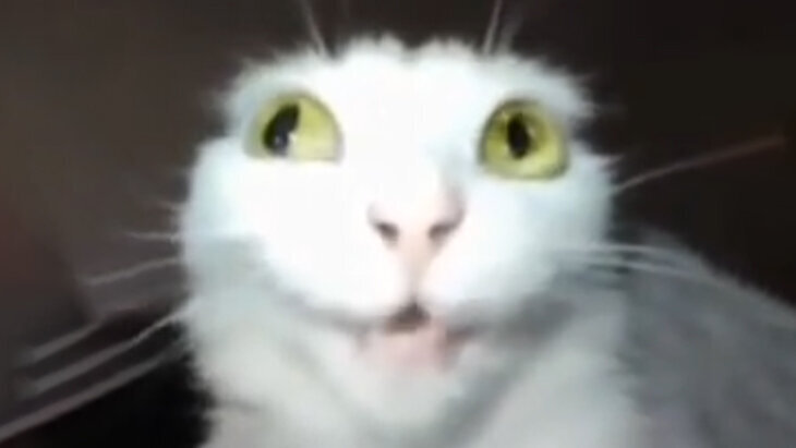 Zuckerpuppchenmd
