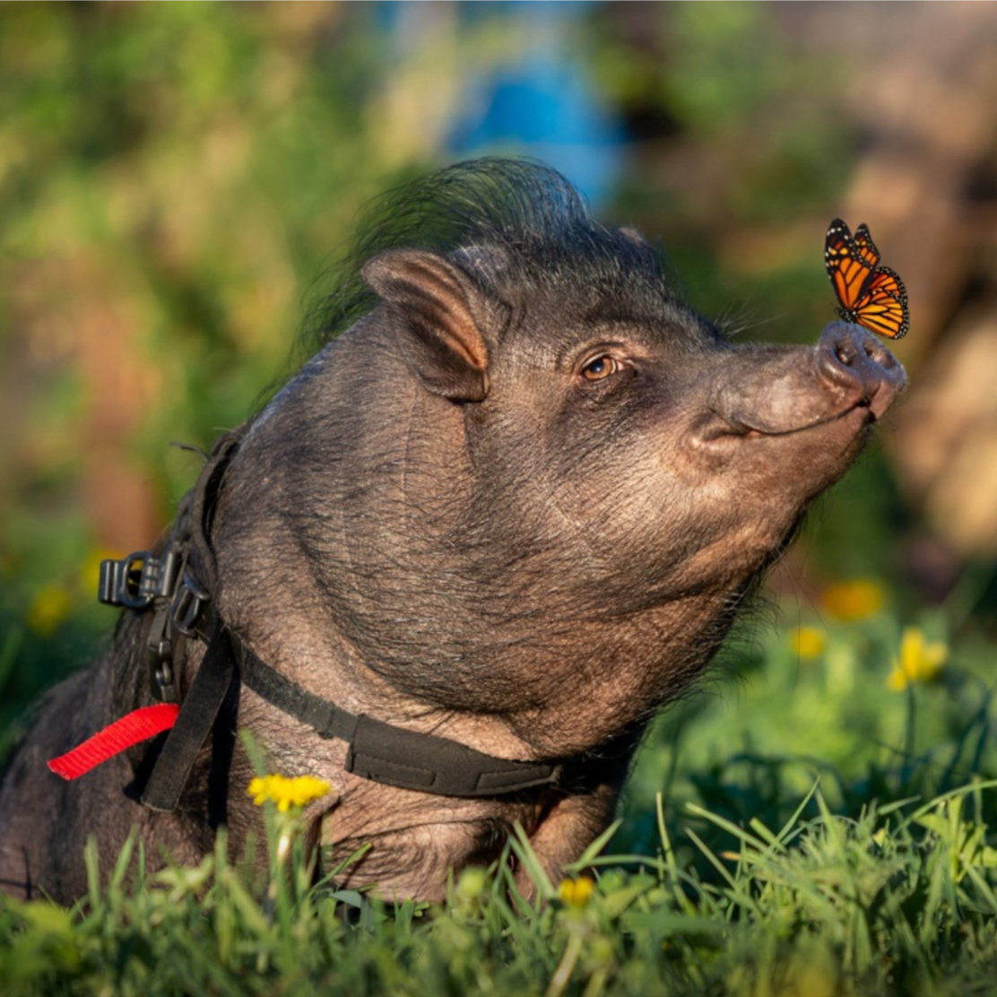 piggy help