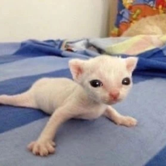 кощке