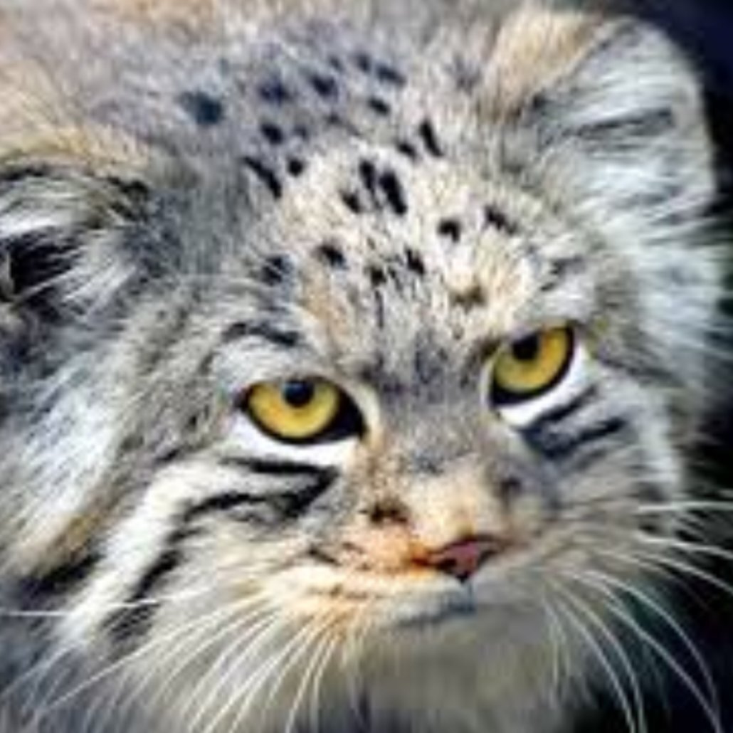 Big Cat Team