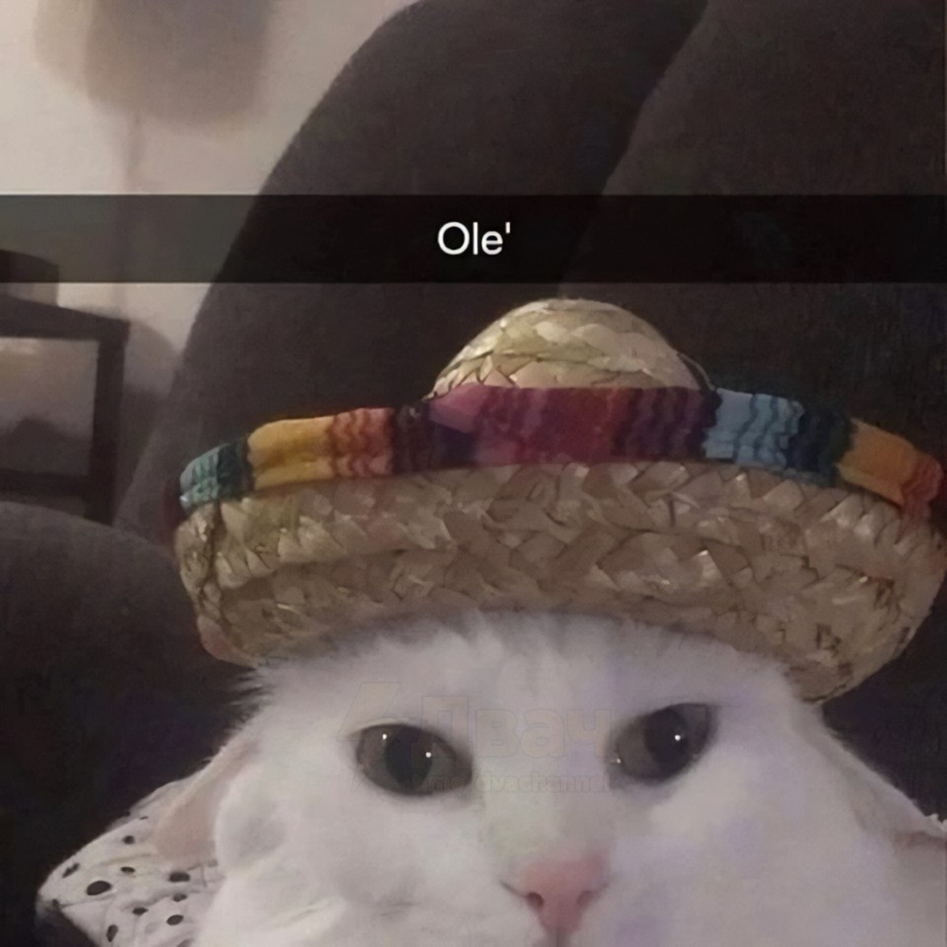 vllofsky