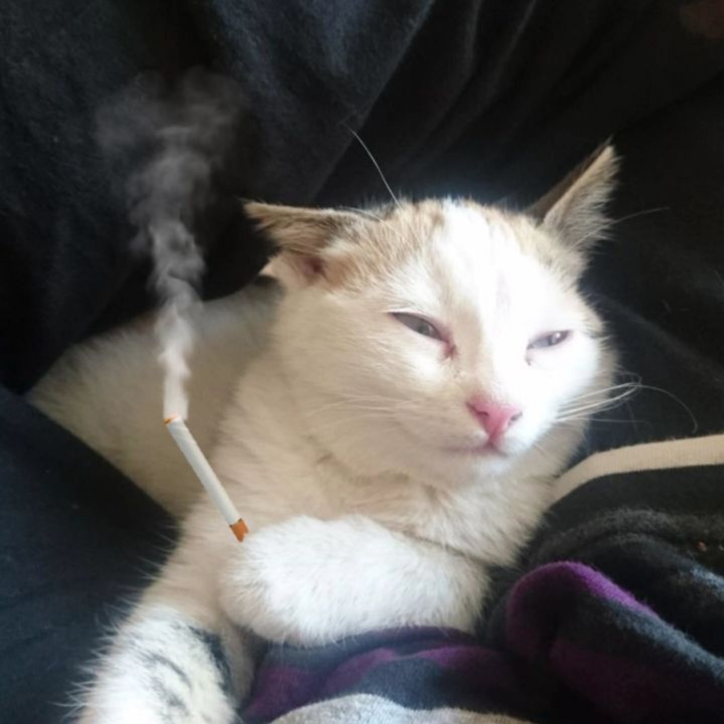 mornqr