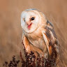 OwOly_OwOl