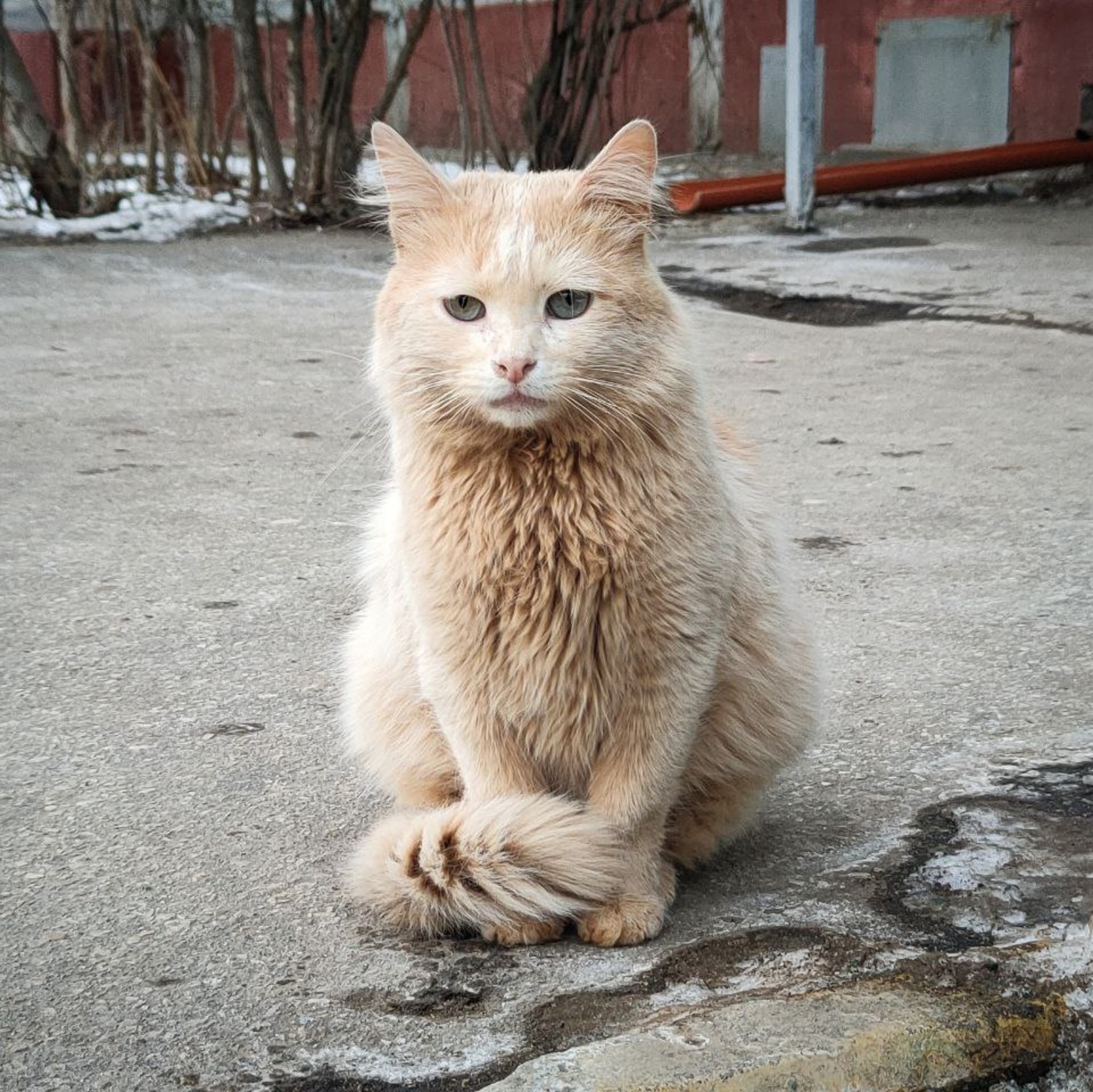 Котик с Вашего двора