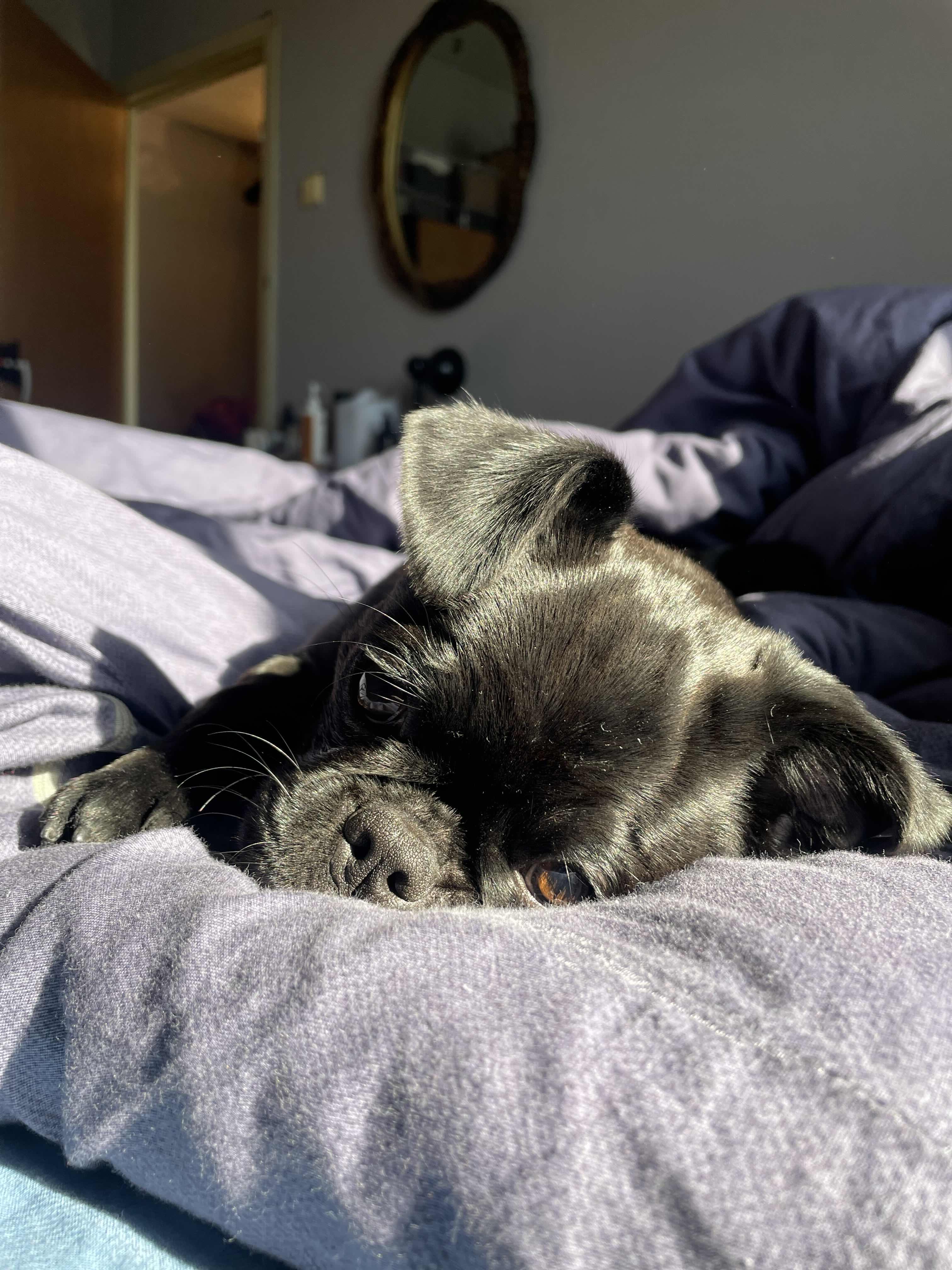 Lulu 