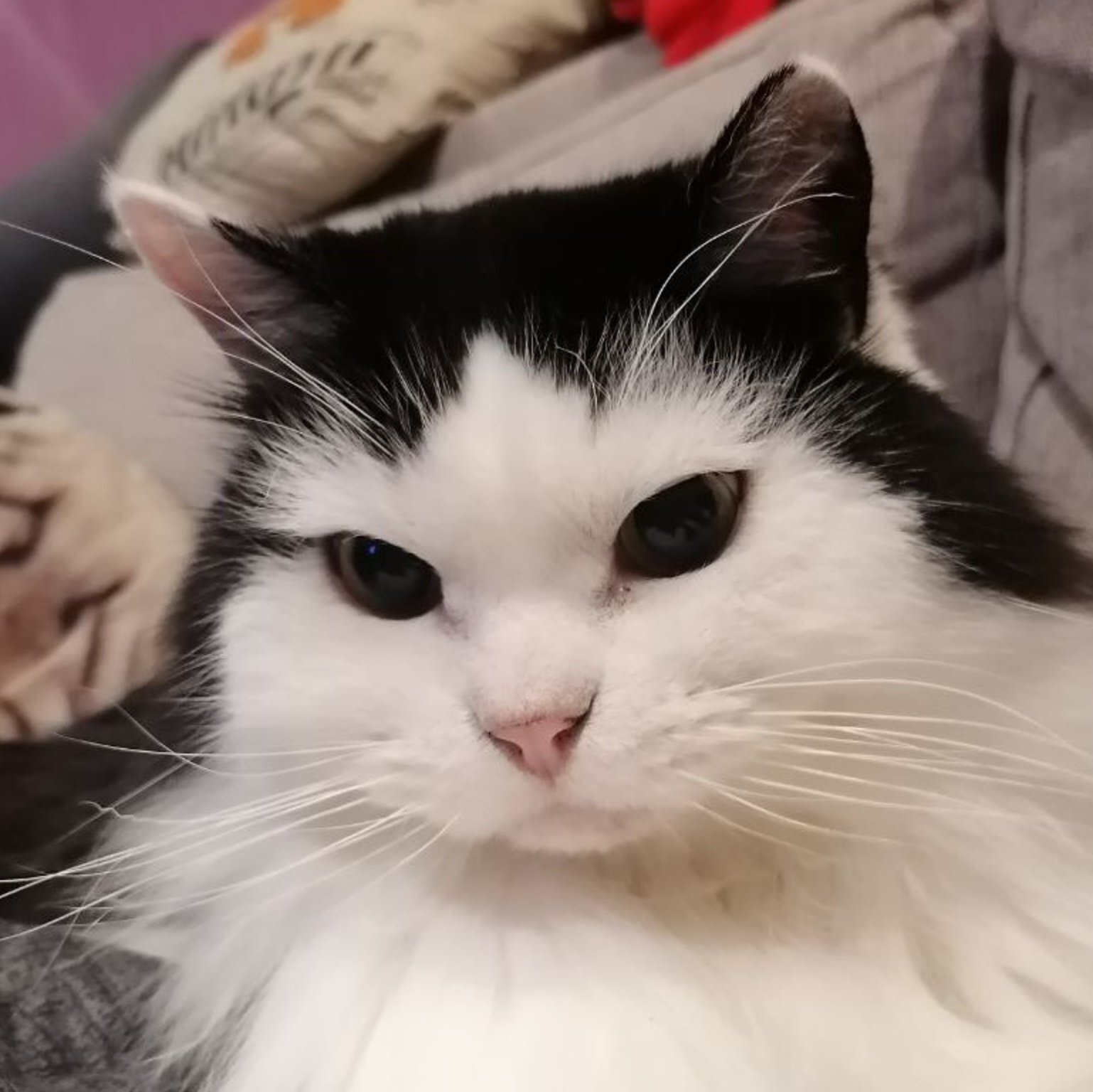 Мать котов Мария