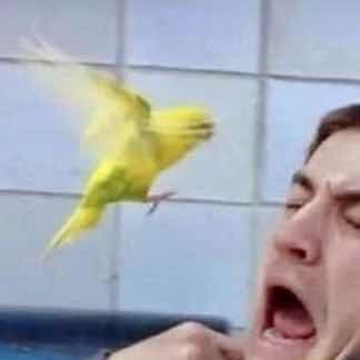 Miss Canary